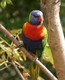 Rainbow Lorikeet 9Y209D-061